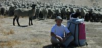 Sheep in Tehachapi