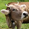 Brown Swiss