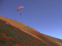 California golden poppies