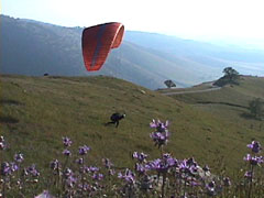 launching among thistles and lupine