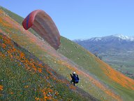 Kiting up Bearback