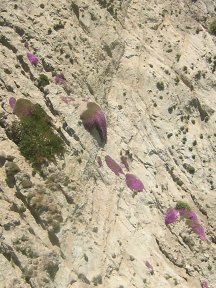 hanging strawflowers