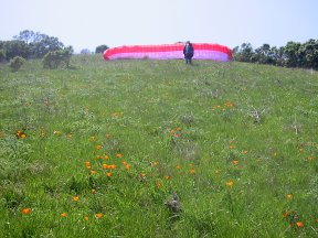 Springtime at Windy Hill