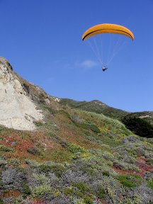 soaring the iceplant