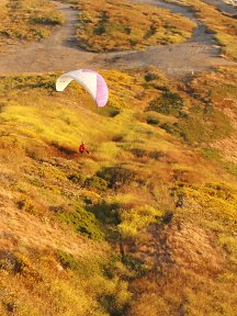 Evening flight of the Serak