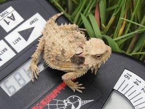 coast horned lizard